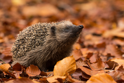 Wildlife Tips For Trail Runners